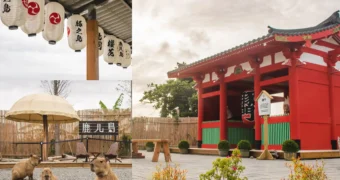 墾丁鹿ㄦ島水豚生態園區｜水豚共遊門票及園區亮點推薦